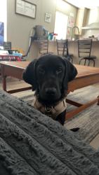 Reunited Male Dog last seen Rockford park Maryville tn, Maryville, TN 37804