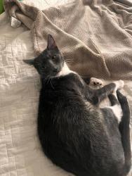 Lost Male Cat last seen Anacostia Neighborhood Library, Washington, DC 20020