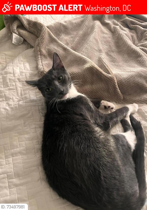 Lost Male Cat last seen Anacostia Neighborhood Library, Washington, DC 20020