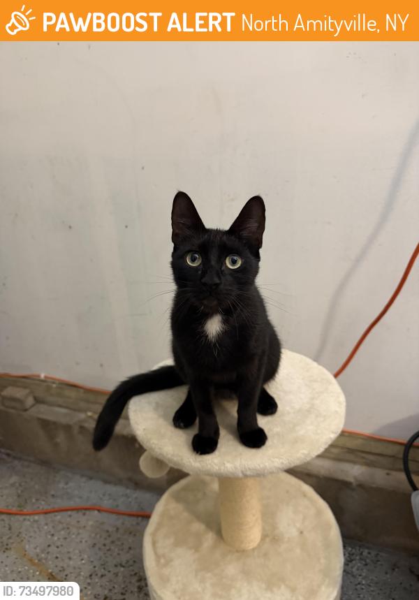 Found/Stray Female Cat last seen LIRR train station, North Amityville, NY 11701