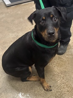 Shelter Stray Female Dog last seen Near Cypress, 2nd District, OH, 9203 Detroit Ave, Cleveland, OH 44102, USA