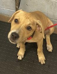 Shelter Stray Female Dog last seen Near Philips Rd, 30058, GA, 3280 Chamblee Dunwoody Rd, Chamblee, GA 30341, USA
