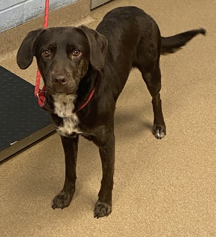 Shelter Stray Female Dog last seen Near S Hairston Rd, Stone Mountain, GA 30088, 30088, GA, 3280 Chamblee Dunwoody Rd, Chamblee, GA 30341, USA