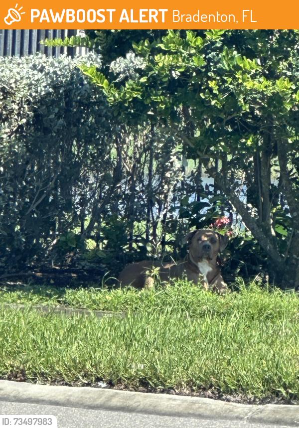 Found/Stray Unknown Dog last seen Turning Tides Terrace, Bradenton, Fl, Usa, Bradenton, FL 34208