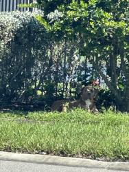 Found/Stray Unknown Dog last seen Turning Tides Terrace, Bradenton, Fl, Usa, Bradenton, FL 34208