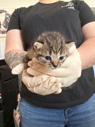 Shelter Stray Female Cat last seen City of New Bern work truck, New Bern, NC, 1639 Old Airport Rd, New Bern, NC 28562, USA