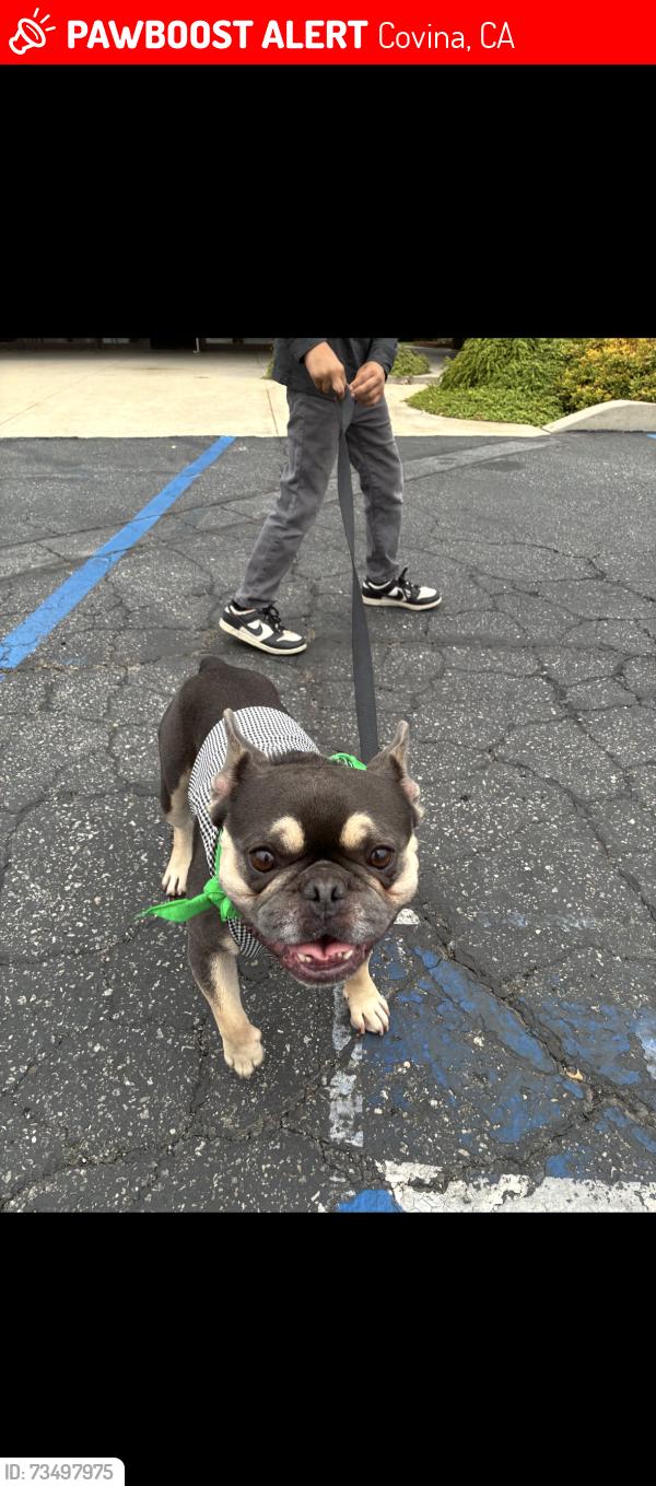 Lost Male Dog last seen Barranca, covina, CA, Covina, CA 91723