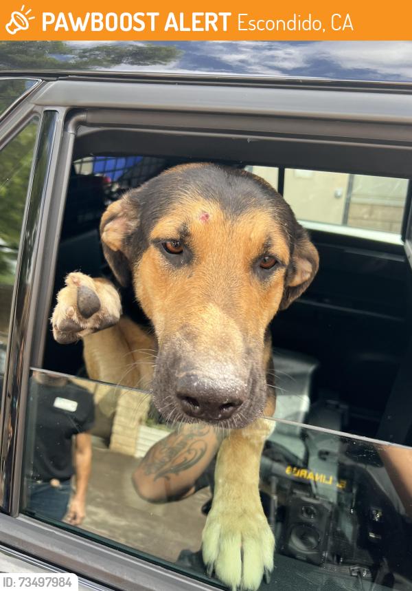 Found/Stray Male Dog last seen Mission and Rose, Escondido, CA 92046