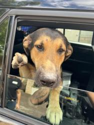Found/Stray Male Dog last seen Mission and Rose, Escondido, CA 92046