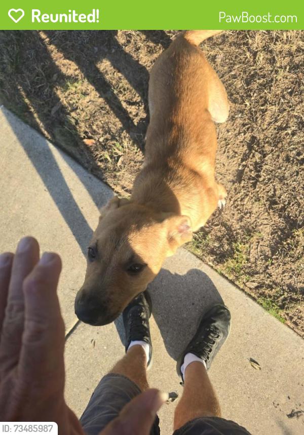 Reunited Unknown Dog last seen Barbed wire way/blue jean dr, Fort Worth, TX 76052