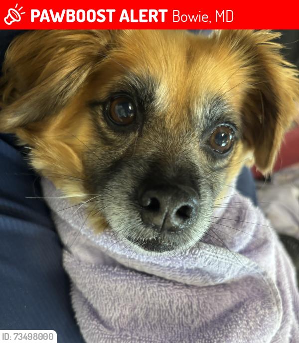 Lost Female Dog last seen Cowan sve, Bowie, MD 20720