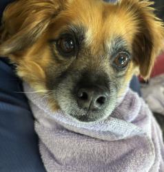 Lost Female Dog last seen Cowan sve, Bowie, MD 20720
