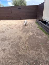 Reunited Unknown Dog last seen Kingston Avenue, Hesperia, CA 92345