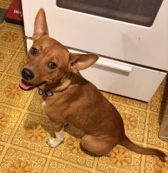 Found/Stray Female Dog last seen Broadway Park, Haltom City, TX 76117