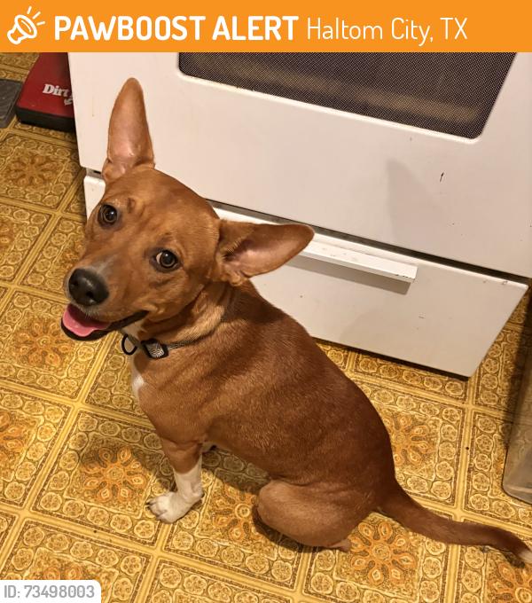 Found/Stray Female Dog last seen Broadway Park, Haltom City, TX 76117