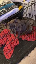 Found/Stray Female Dog last seen Near plaza terrace, Oklahoma City, OK 73120