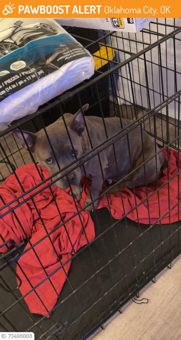 Found/Stray Female Dog last seen Near plaza terrace, Oklahoma City, OK 73120