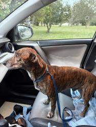 Found/Stray Male Dog last seen Blue Ridge High School parking lot, Greer, SC 29651