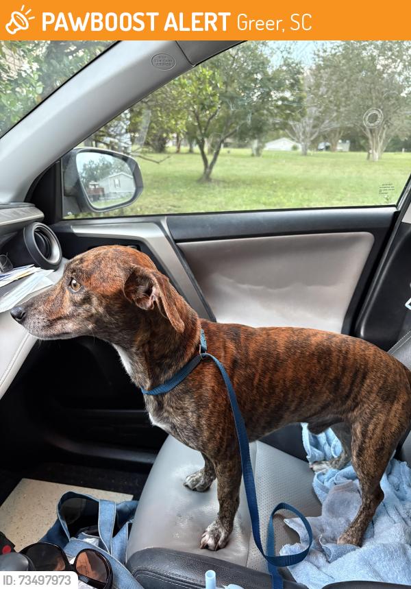 Found/Stray Male Dog last seen Blue Ridge High School parking lot, Greer, SC 29651