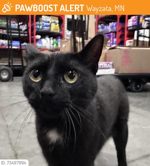 Found/Stray Female Cat last seen Central Ave and Wayzata Blvd, Wayzata, MN 55391