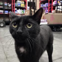 Found/Stray Female Cat last seen Central Ave and Wayzata Blvd, Wayzata, MN 55391