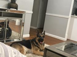 Reunited Male Dog last seen San Bernardino ave and oleander ave, Fontana, CA 92335