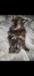 Reunited Female Cat last seen East Memorial Drive apmts, Muncie, IN 47302