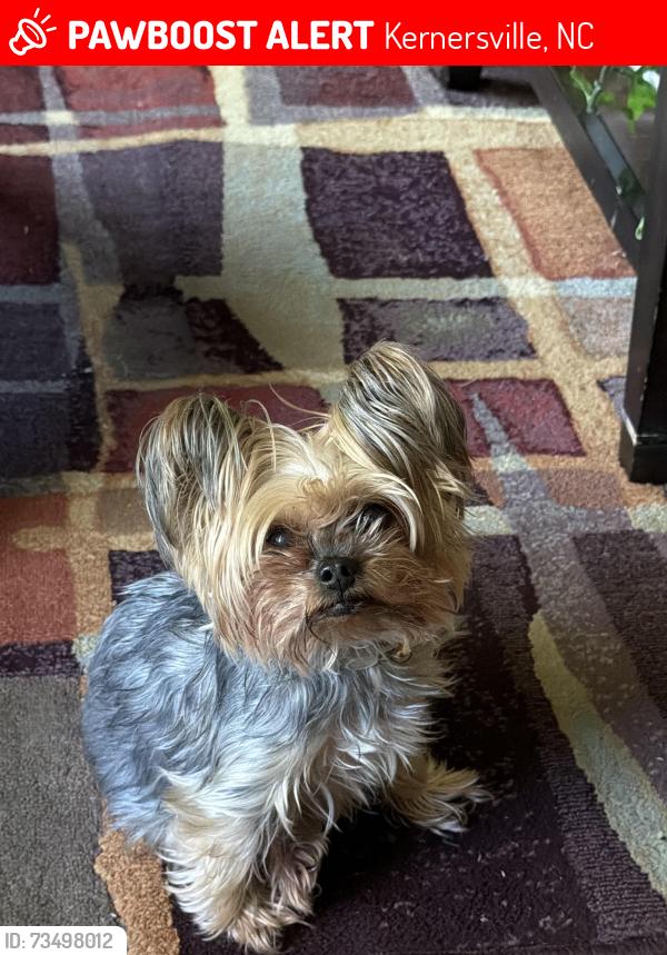 Lost Female Dog last seen Kernersville Rougemont Lane area, Kernersville, NC 27284