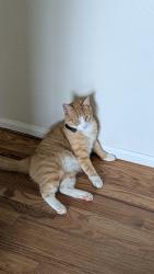 Reunited Male Cat last seen Cotten lakes Blvd, Thornton, CO 80241