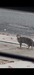 Found/Stray Unknown Cat last seen Chisholm and crewe ave, Toronto, ON M4C 4V9