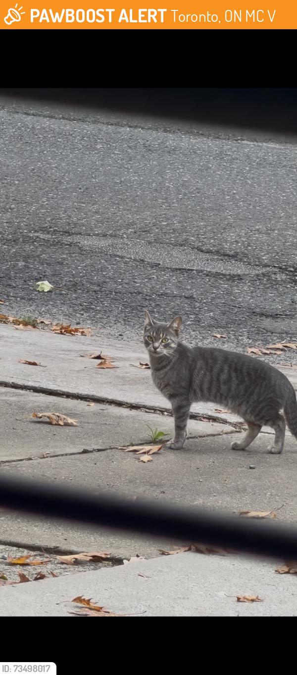 Found/Stray Unknown Cat last seen Chisholm and crewe ave, Toronto, ON M4C 4V9