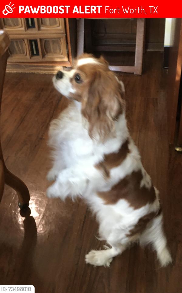 Lost Female Dog last seen Sandy Lane, Fort Worth, TX 76112