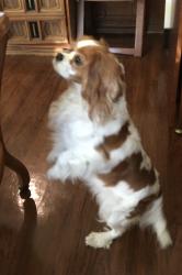 Lost Female Dog last seen Sandy Lane, Fort Worth, TX 76112