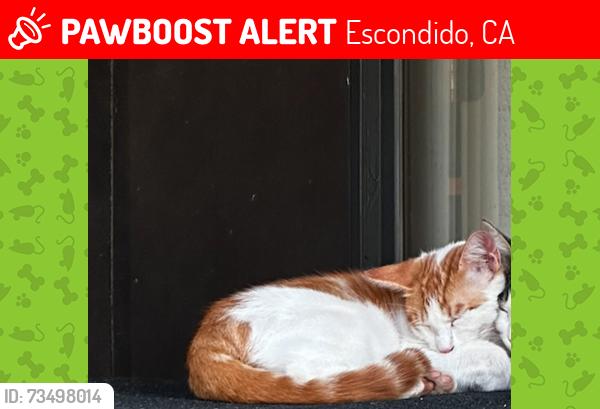 Lost Male Cat last seen Oro Verde Rd, Escondido, CA 92027