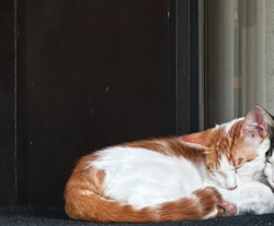 Lost Male Cat last seen Oro Verde Rd, Escondido, CA 92027