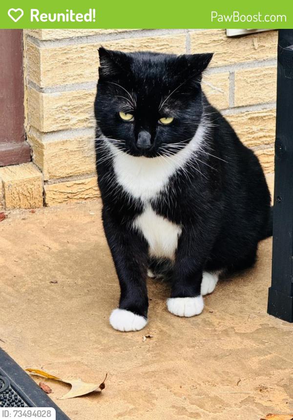 Reunited Male Cat last seen Greenville Highway and N. Highland Lake Rd., Hendersonville, NC 28792