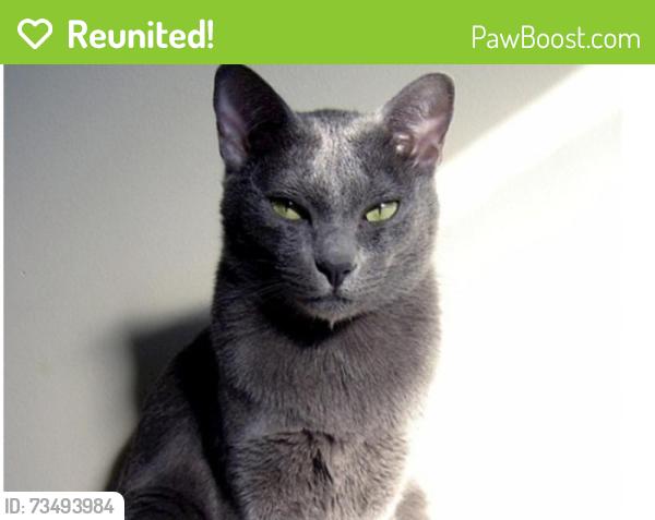 Reunited Male Cat last seen N Hano & E Tolani Pl, Tanque Verde, AZ 85749