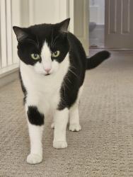 Reunited Female Cat last seen Kirkhill Street Santa Rosa CA 95403, Santa Rosa, CA 95403