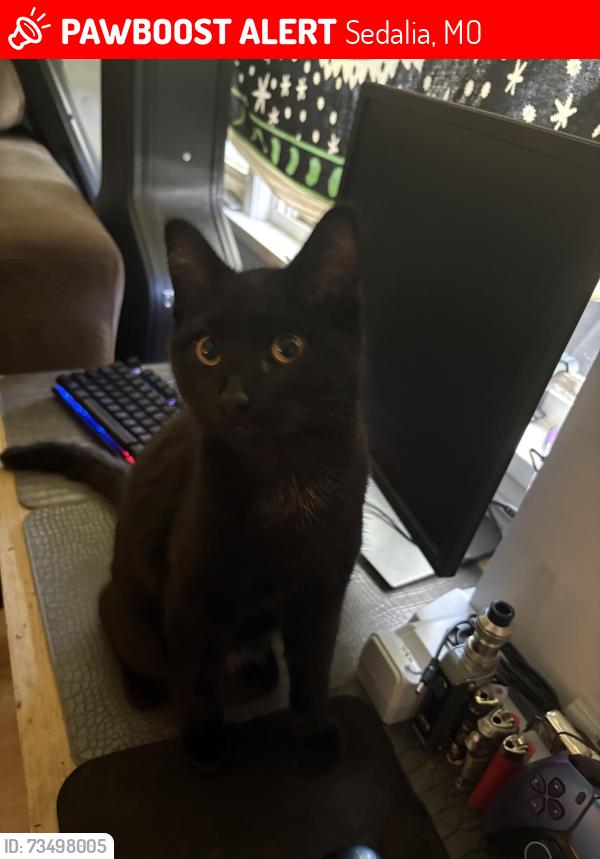 Lost Male Cat last seen E 12th Street and Arlington, Sedalia, MO 65301