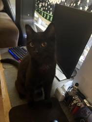 Lost Male Cat last seen E 12th Street and Arlington, Sedalia, MO 65301