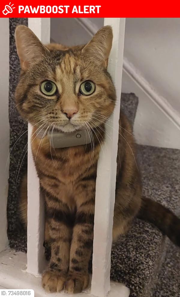 Lost Female Cat last seen PRESTWOOD ROAD & CORONATION ROAD, West Midlands, England WV11 1RA
