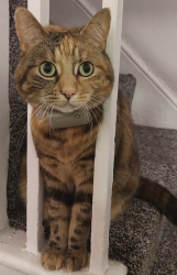 Lost Female Cat last seen PRESTWOOD ROAD & CORONATION ROAD, West Midlands, England WV11 1RA