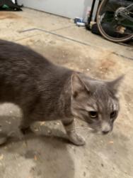 Reunited Unknown Cat last seen Spring Canyon Park, Fort Collins, CO 80526