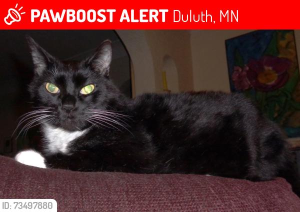 Lost Male Cat last seen 22nd Ave West, 5th Street Duluth, MN, Duluth, MN 55806