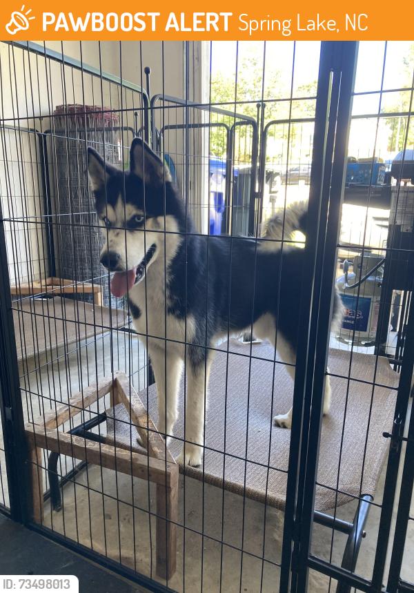Found/Stray Male Dog last seen McCormick Bridge, Spring Lake, NC 28390
