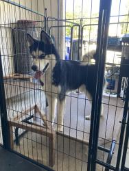 Found/Stray Male Dog last seen McCormick Bridge, Spring Lake, NC 28390