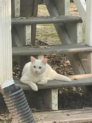Found/Stray Unknown Cat last seen Dunwoody Manor Subdivision, Dunwoody, GA 30338