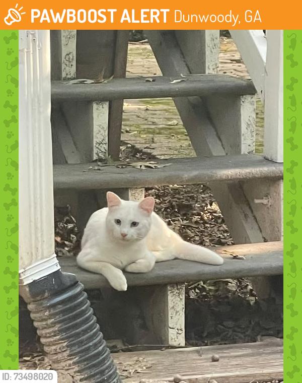 Found/Stray Unknown Cat last seen Dunwoody Manor Subdivision, Dunwoody, GA 30338