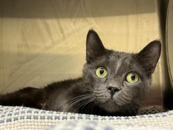 Shelter Stray Female Cat last seen Near College Crescent, VIRGINIA BEACH, VA, 23453, 341 S Birdneck Rd, Virginia Beach, VA 23451, USA