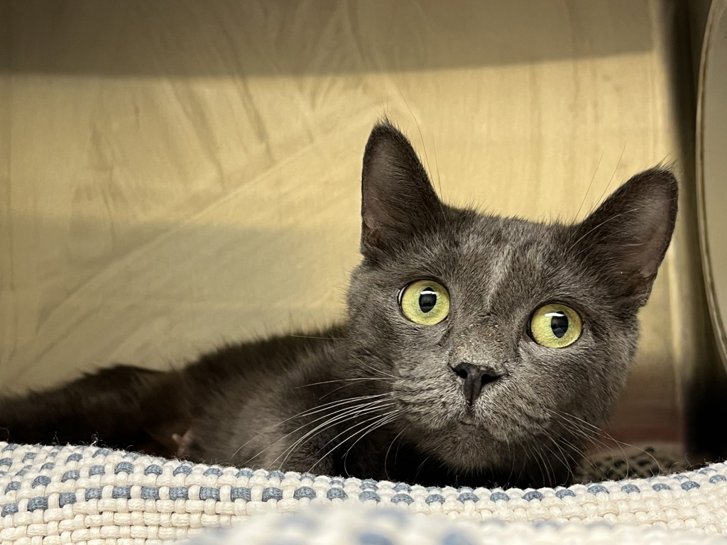 Shelter Stray Female Cat last seen Near College Crescent, VIRGINIA BEACH, VA, 23453, 341 S Birdneck Rd, Virginia Beach, VA 23451, USA